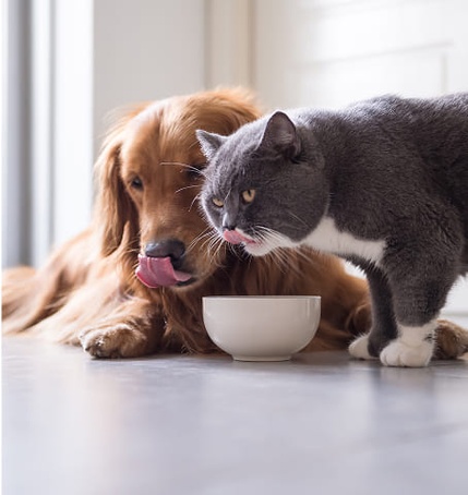 O Belly Welly - Jakość, której możesz zaufać